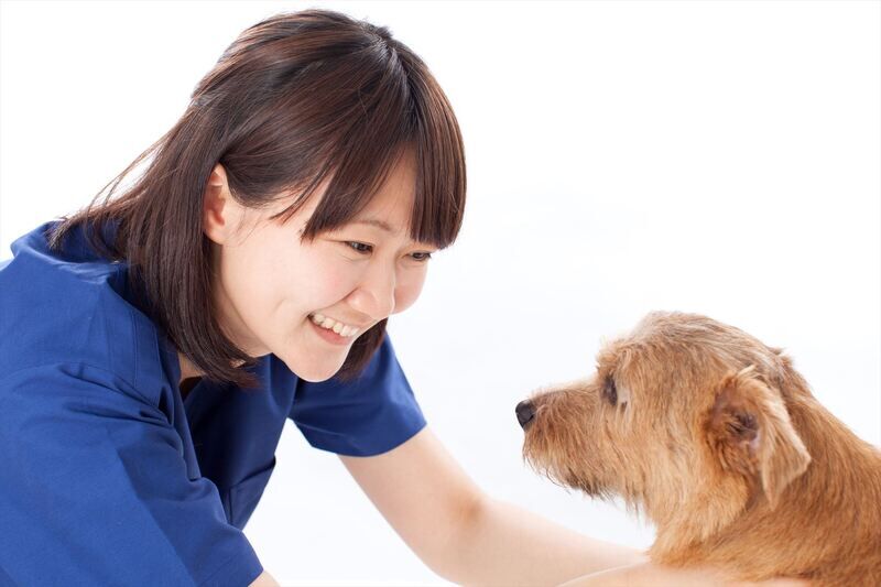 犬をなでるスタッフ
