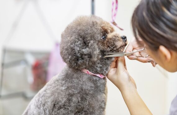 トリマーの経験を動物病院で活かせます | 立川で動物病院の仕事をお探しならクレア動物病院