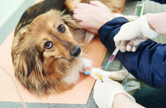 ライフスタイルに合わせて動物病院でパート勤務 | 立川で動物病院の仕事をお探しならクレア動物病院