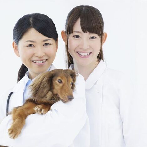 女子獣医と動物看護士