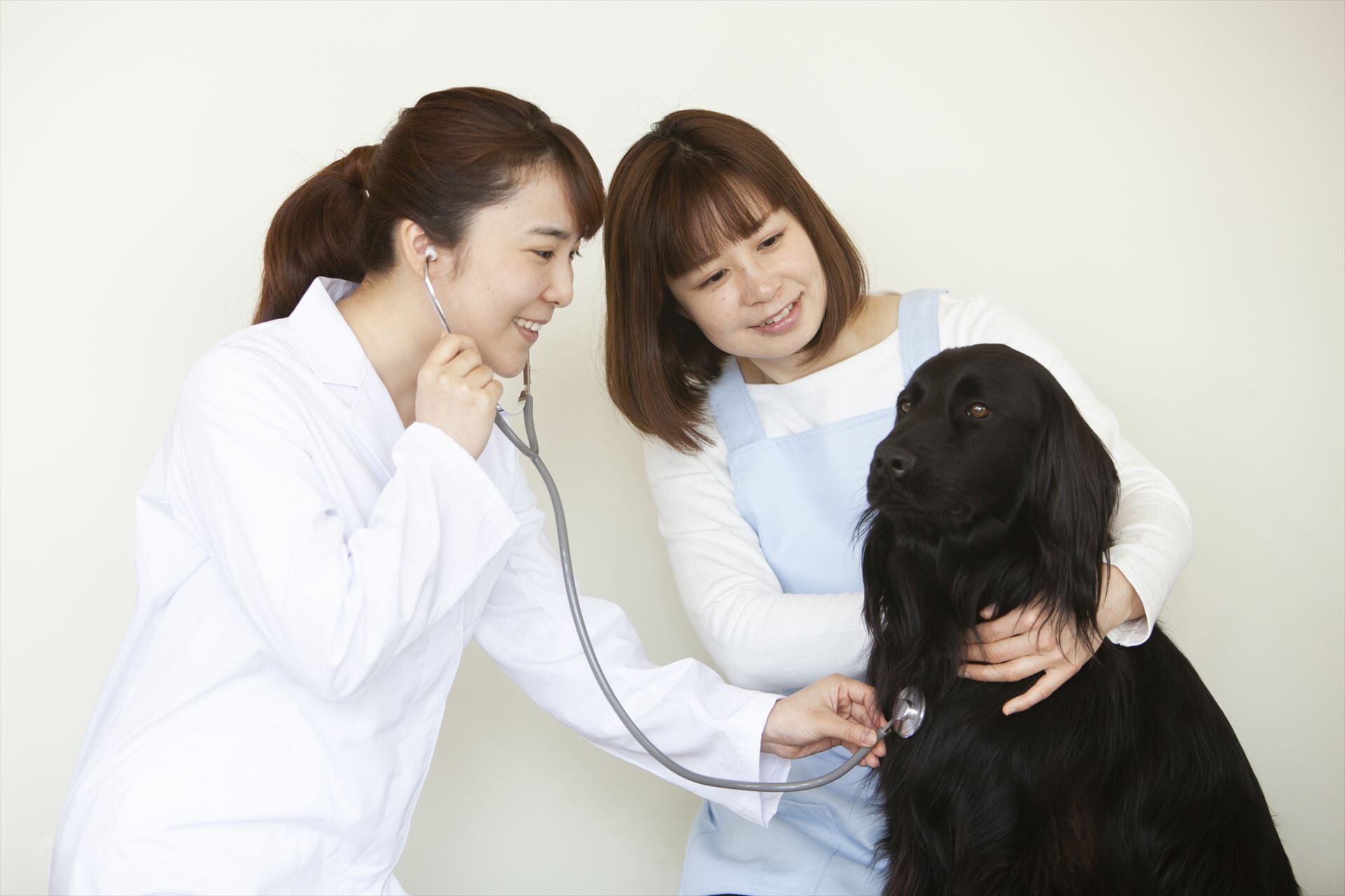 犬を診察する女性獣医