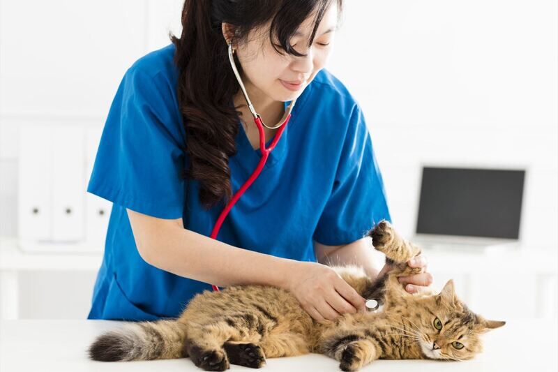 猫を診察中の女性獣医