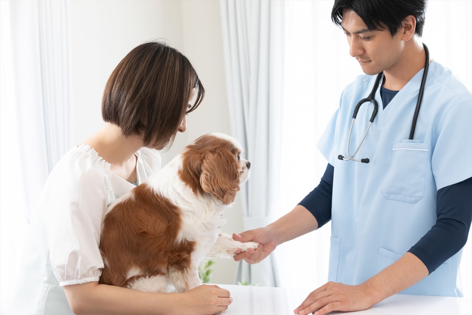 犬を診察する獣医