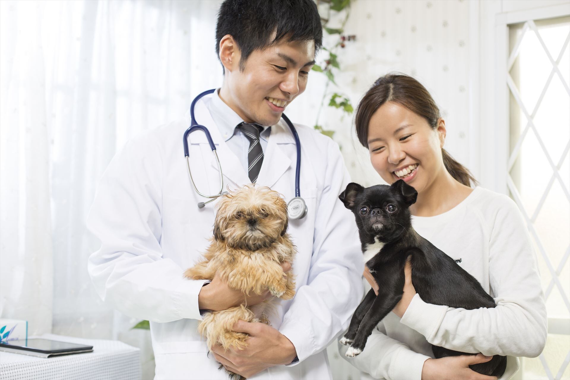 犬を抱くを男性獣医