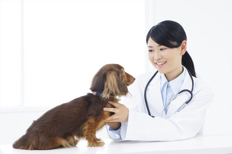 犬を診る女性獣医