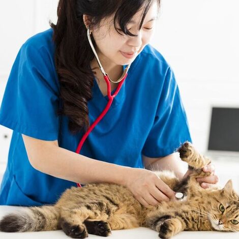 猫を診察中の女性獣医