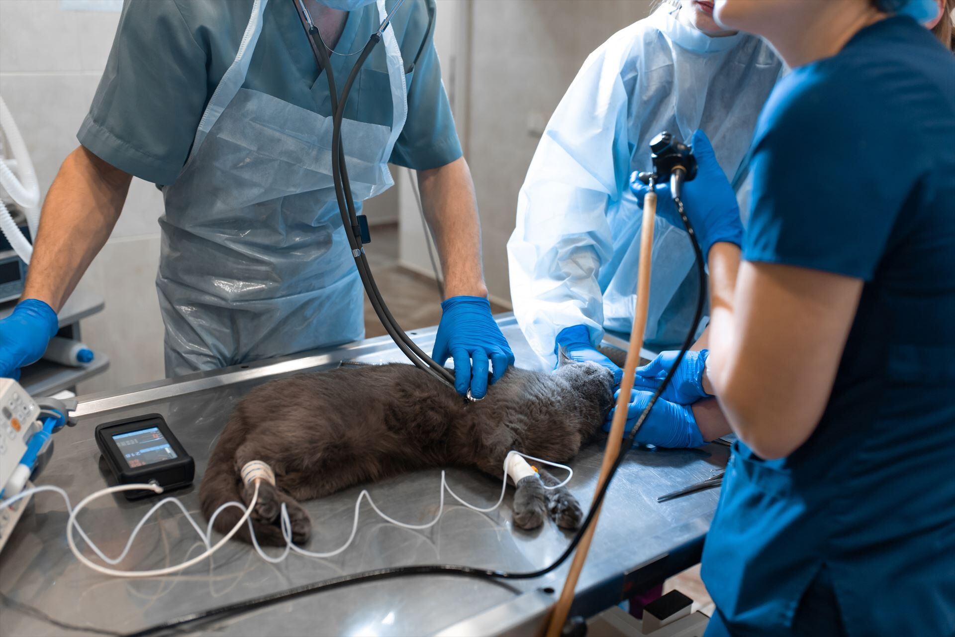 猫の状態を確認する獣医