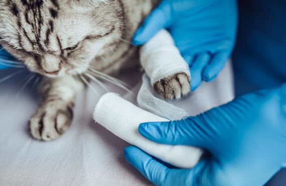 獣医師としてペットの専門医療に携われる転職をお考えの方へ | 立川で動物病院の仕事をお探しならクレア動物病院
