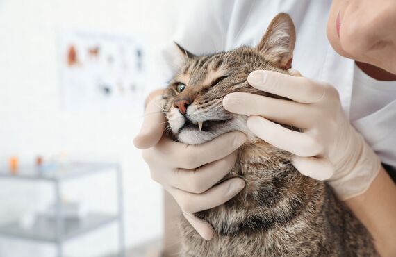 立川で獣医師の求人をお探しの方